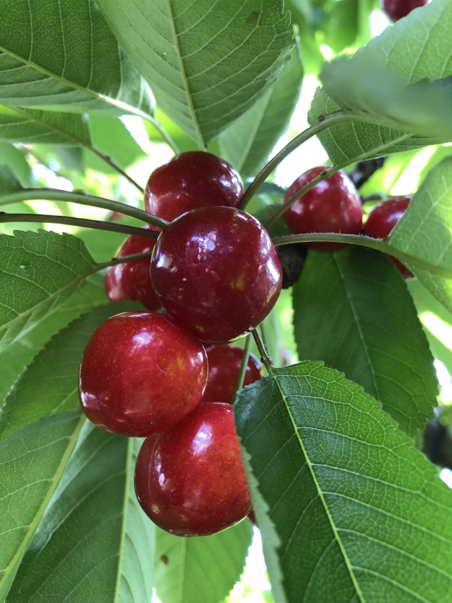 🍒南信州直送さくらんぼ店頭販売のお知らせ🍒