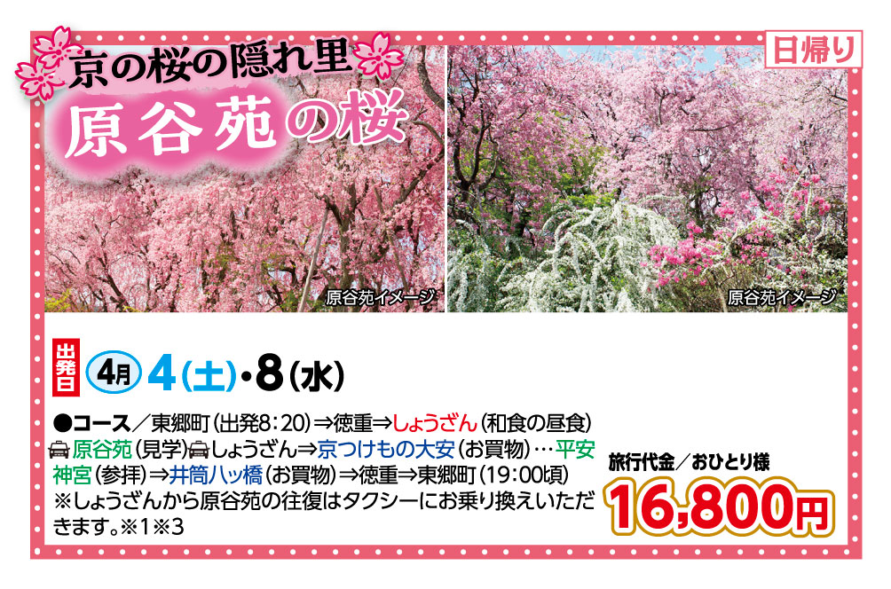 🚌京の桜の隠れ里🌸原谷苑の桜🚌