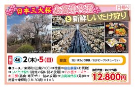 🚌日本三大桜山高神代桜と新鮮しいたけ狩り🚌