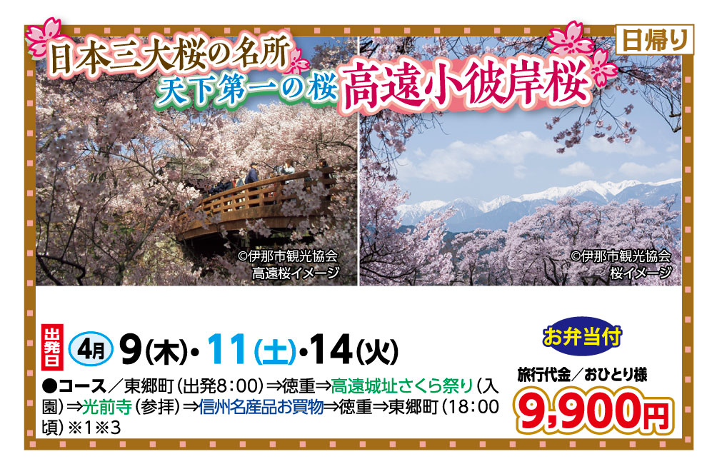 🚌日本三大桜の名所🌸高遠小彼岸桜🚌